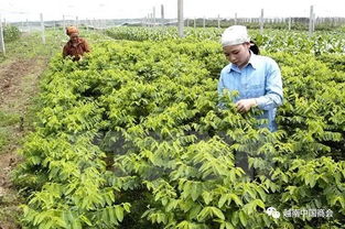越南河南省 韓國新商機下的農(nóng)產(chǎn)品生產(chǎn)與加工藍圖